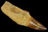 Fossil Rooted Mosasaur (Prognathodon) Tooth - Morocco #116881-1